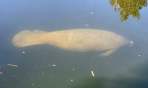 We were visited by a manatee again today